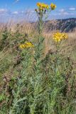 Senecio grandidentatus