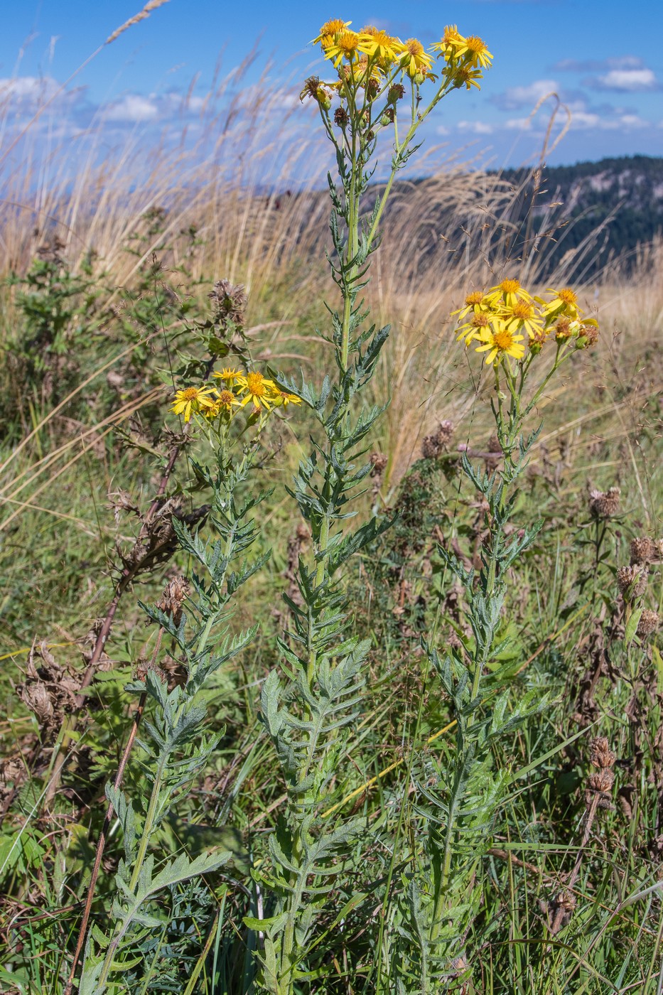 Image of Senecio grandidentatus specimen.
