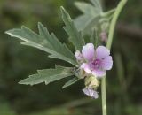 Althaea