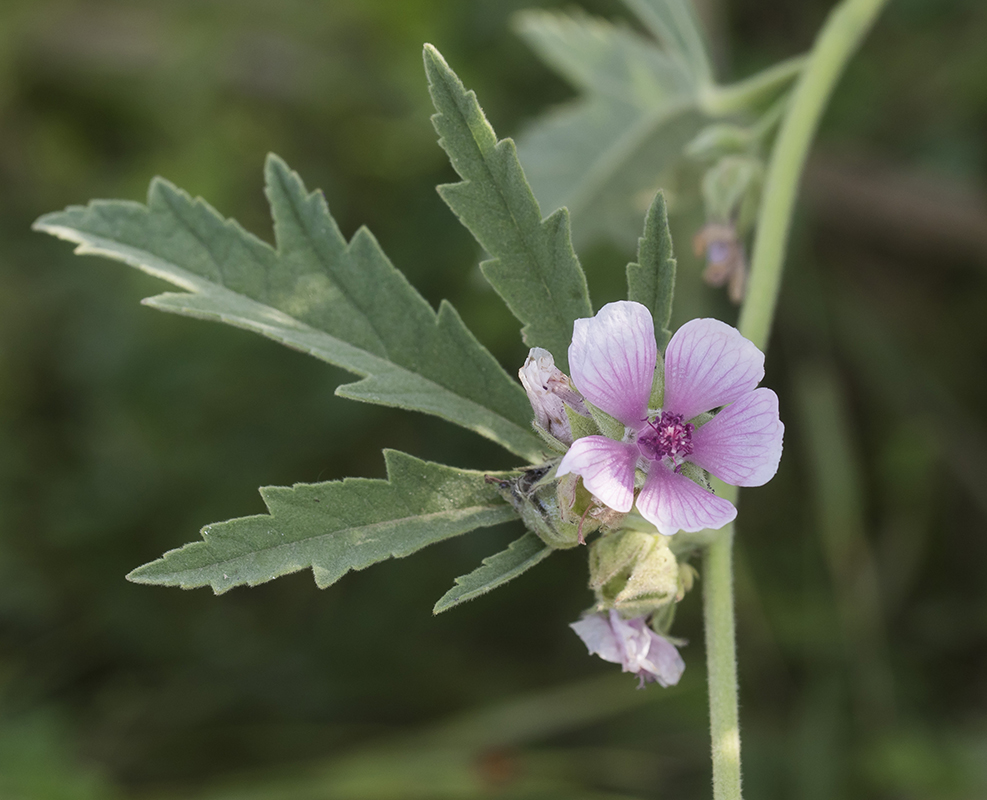 Изображение особи род Althaea.