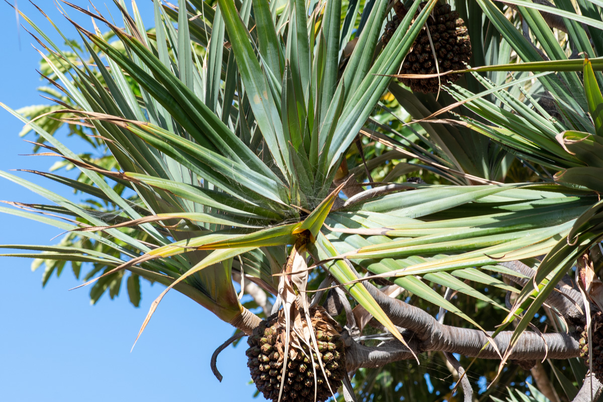 Изображение особи род Pandanus.