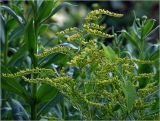 Solidago canadensis