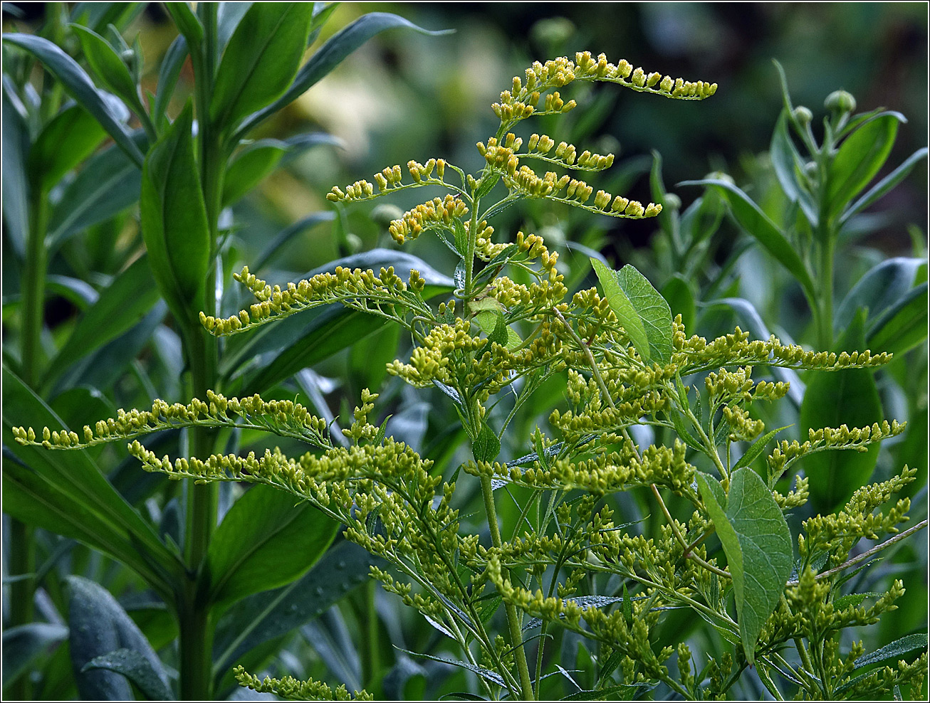 Изображение особи Solidago canadensis.