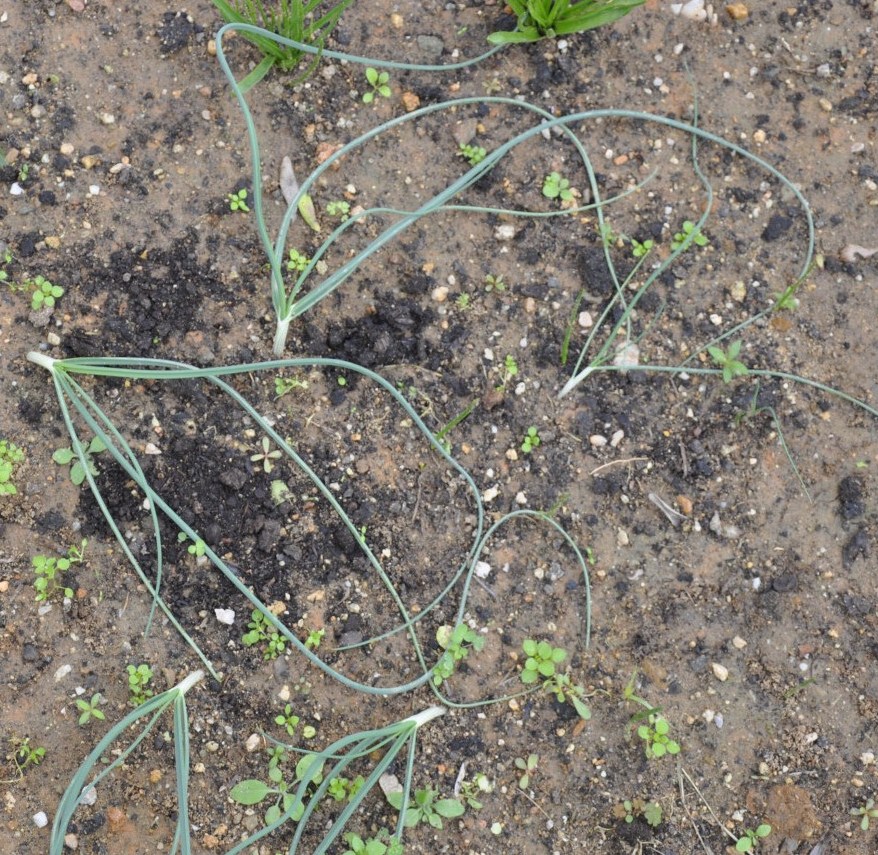 Image of Allium staticiforme specimen.
