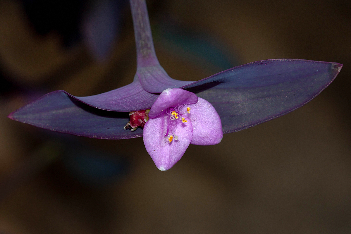 Image of Tradescantia pallida specimen.