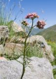 Chaerophyllum roseum. Верхушка цветущего растения. Карачаево-Черкесия, Урупский р-н, Кавказский биосферный заповедник, Имеретинский горный узел, СВ склон пика Ставрополь, верхняя стоянка Имеретинской тропы, ≈ 2400 м н.у.м., альпийский луг, в скальной расщелине. 28.07.2022.