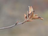 Malus orientalis. Верхушка побега с высохшими листьями. Краснодарский край, Крымский р-н, окр. станицы Неберджаевская, ур. Темрючки, старый заброшенный мергелевый карьер, на отвале грунта. 29.10.2022.