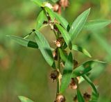 Heimia salicifolia. Часть веточки с листьями и плодами. Абхазия, г. Сухум, Сухумский ботанический сад. 25.09.2022.