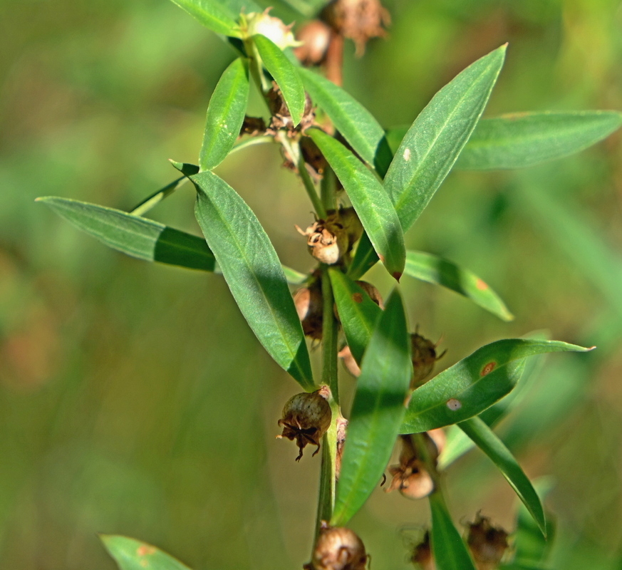 Image of Heimia salicifolia specimen.