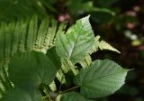 Tilia platyphyllos