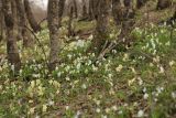 Corydalis malkensis