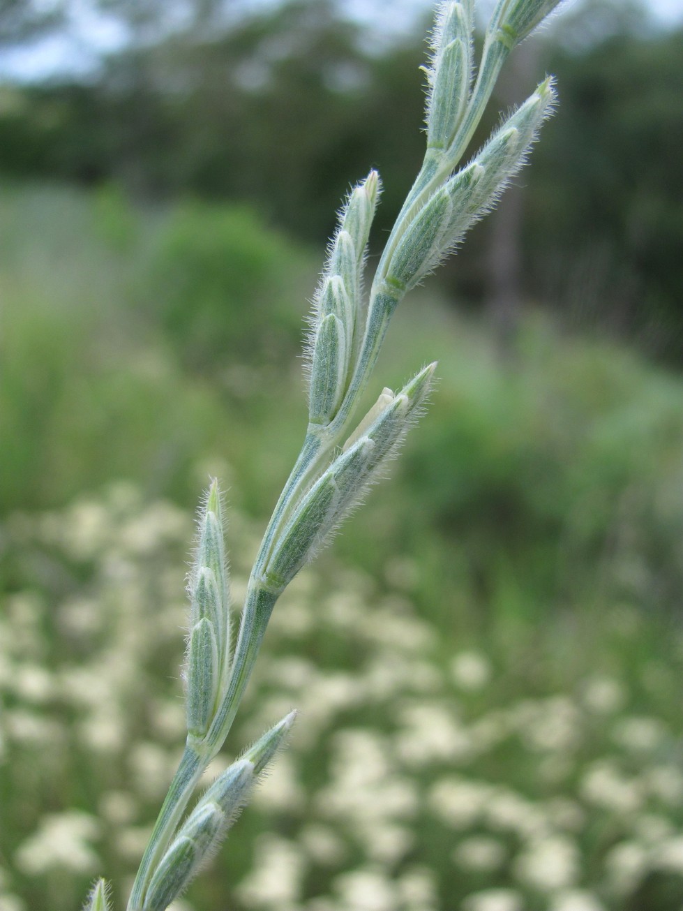 Изображение особи Elytrigia trichophora.