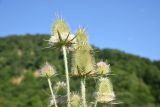 Dipsacus laciniatus. Верхушки побегов с соцветиями. Республика Адыгея, окраина пос. Каменномостский, ур. Холодное, луг. 31 июля 2022 г.