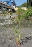 Cyperus glomeratus
