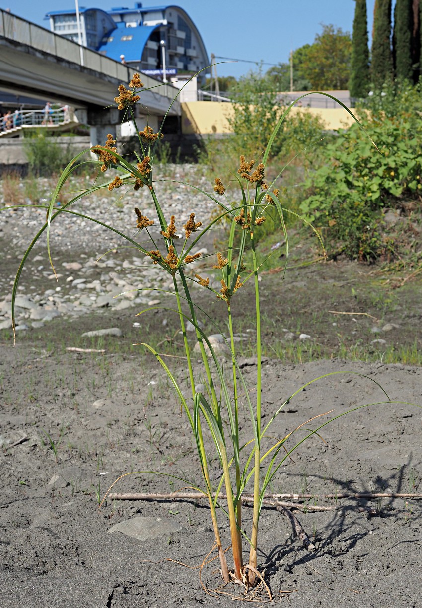 Изображение особи Cyperus glomeratus.