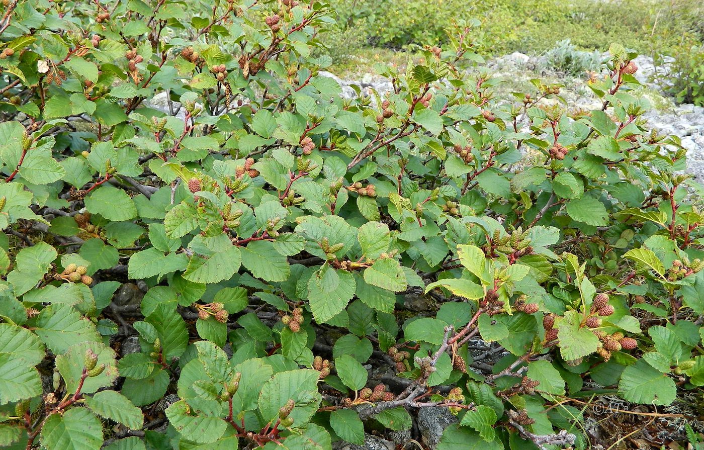 Image of Duschekia fruticosa specimen.