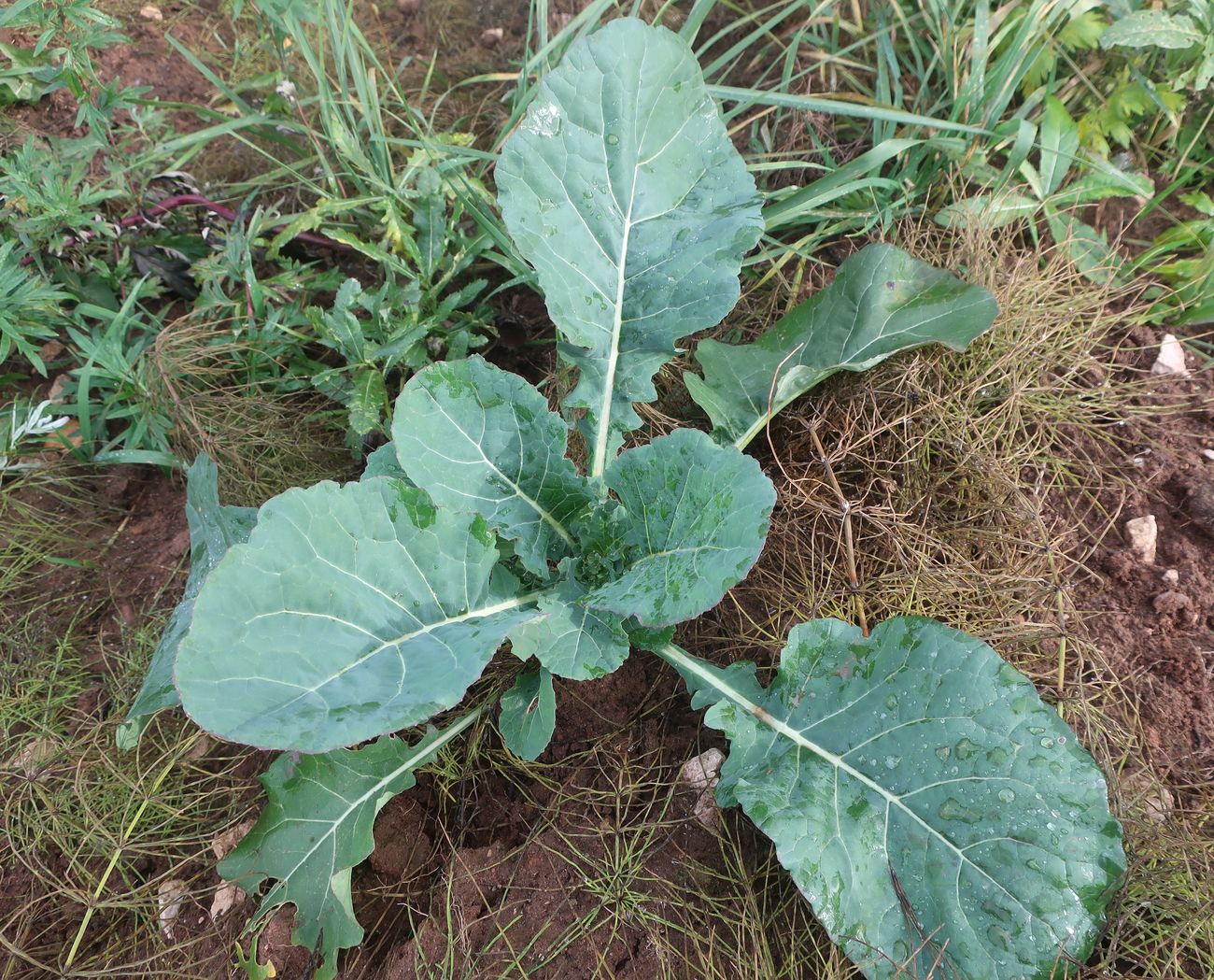 Image of genus Brassica specimen.