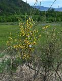 Caragana pygmaea. Верхушка цветущего растения с кормящимися бабочками. Хакасия, Аскизский р-н, долина р. Аскиз, степной склон. 12.06.2022.