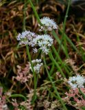 Allium denudatum. Соцветие. Чечня, Итум-Калинский р-н, ур. Цой-Педе, ≈ 1200 м н.у.м., каменистый склон. 27.07.2022.