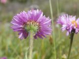 Erigeron venustus. Верхушка побега с соцветием. Карачаево-Черкесия, Урупский р-н, Кавказский биосферный заповедник, Имеретинские озёра, дол. оз. Тихое, ≈ 2620 м н.у.м., альпийский луг. 29.07.2022.