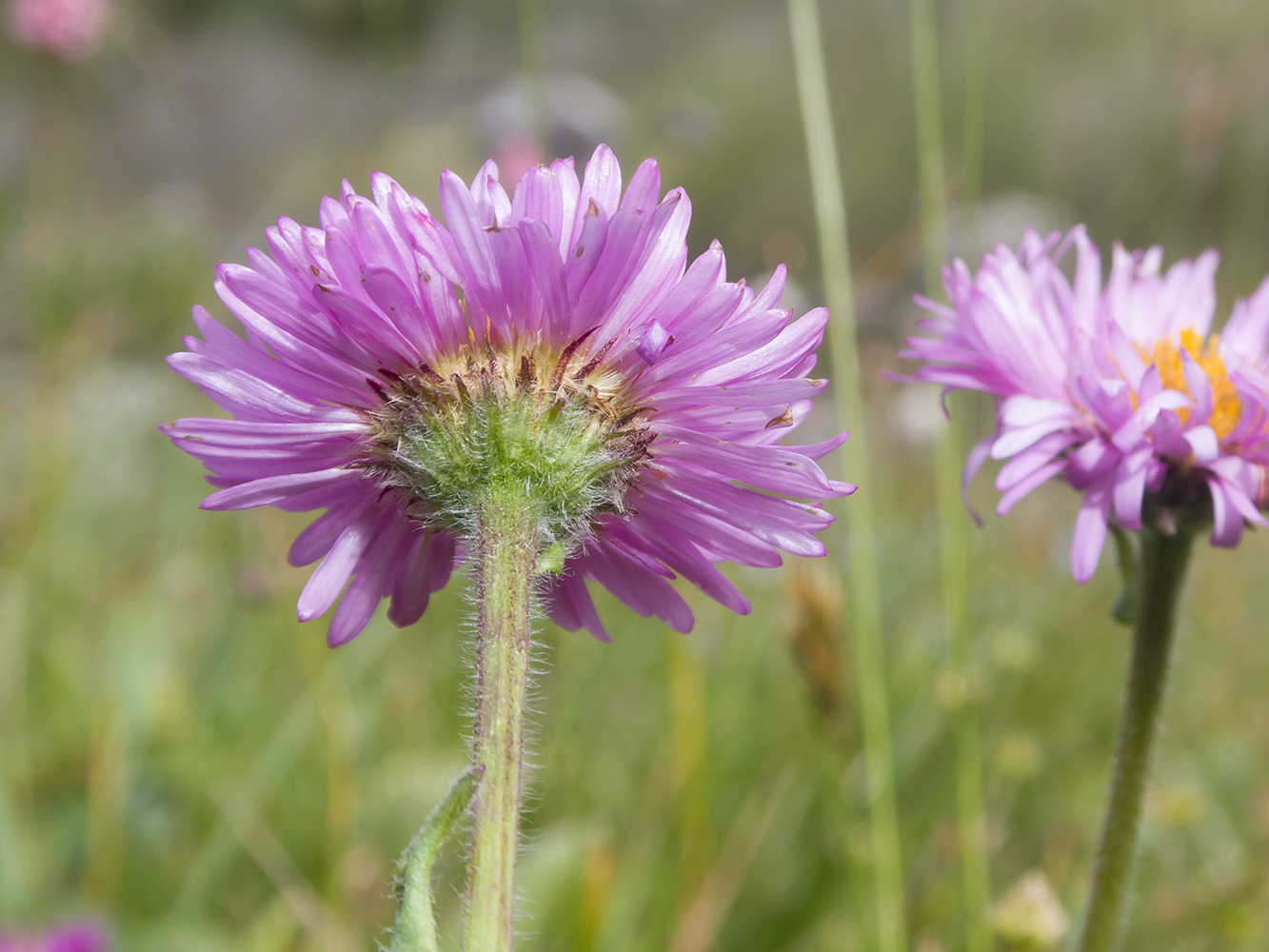 Image of Erigeron venustus specimen.