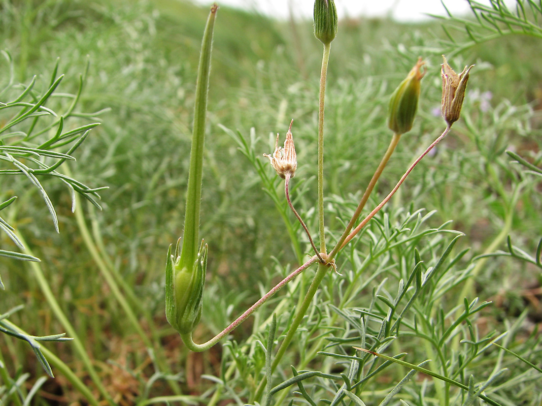 Изображение особи Erodium beketowii.