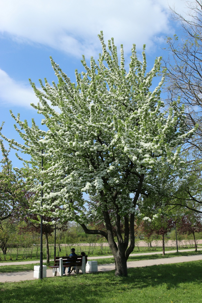 Image of Pyrus communis specimen.