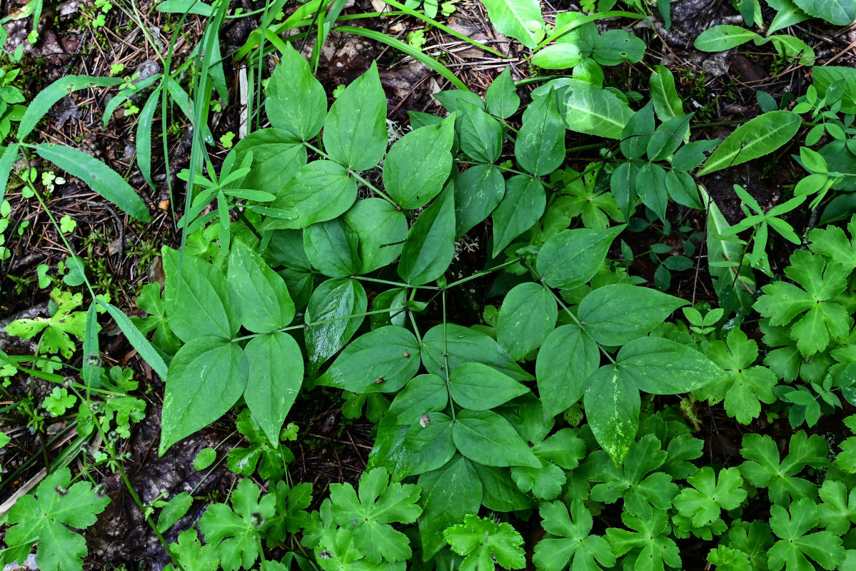 Image of Lathyrus vernus specimen.