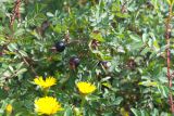 Rosa spinosissima