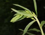 genus Epipactis. Соцветие в бутонах. Дагестан, Сергокалинский р-н, 2 км ЮЗЗ с. Мюрего, буковый лес. 23 июня 2023 г.