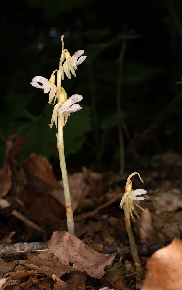 Image of Epipogium aphyllum specimen.