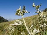 Cirsium buschianum. Верхушка растения с бутонизирующими соцветиями. Карачаево-Черкесия, Урупский р-н, долина реки Загедан, ≈ 2000 м н.у.м., субальпийский луг. 08.08.2023.