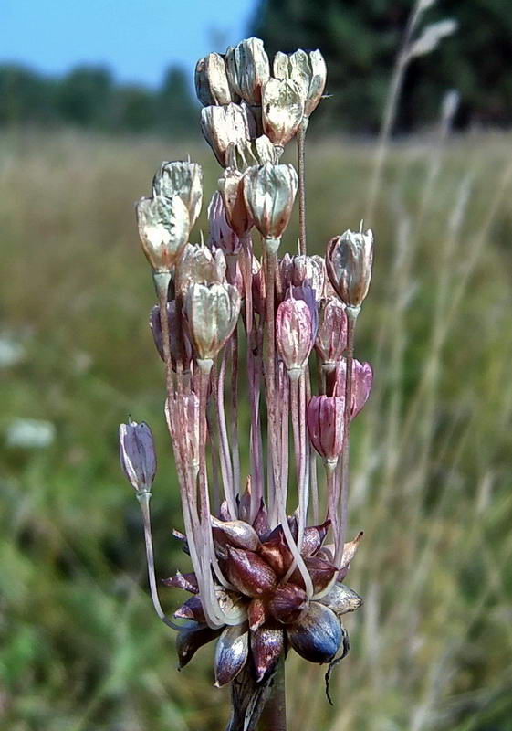Image of Allium oleraceum specimen.