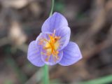 Crocus speciosus. Цветок. Краснодарский край, м/о г. Новороссийск, гора Херсонка, дубово-грабовый лес. 04.11.2023.