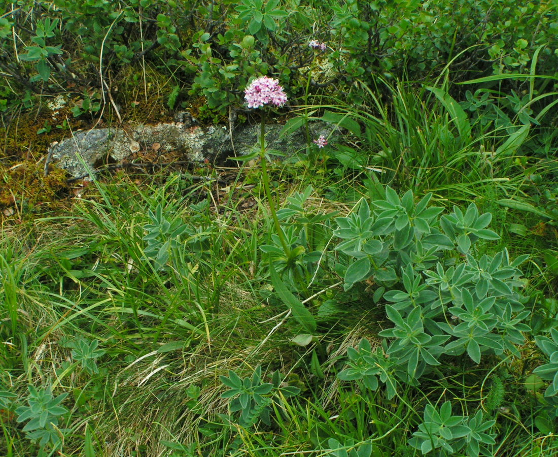 Image of Valeriana capitata specimen.