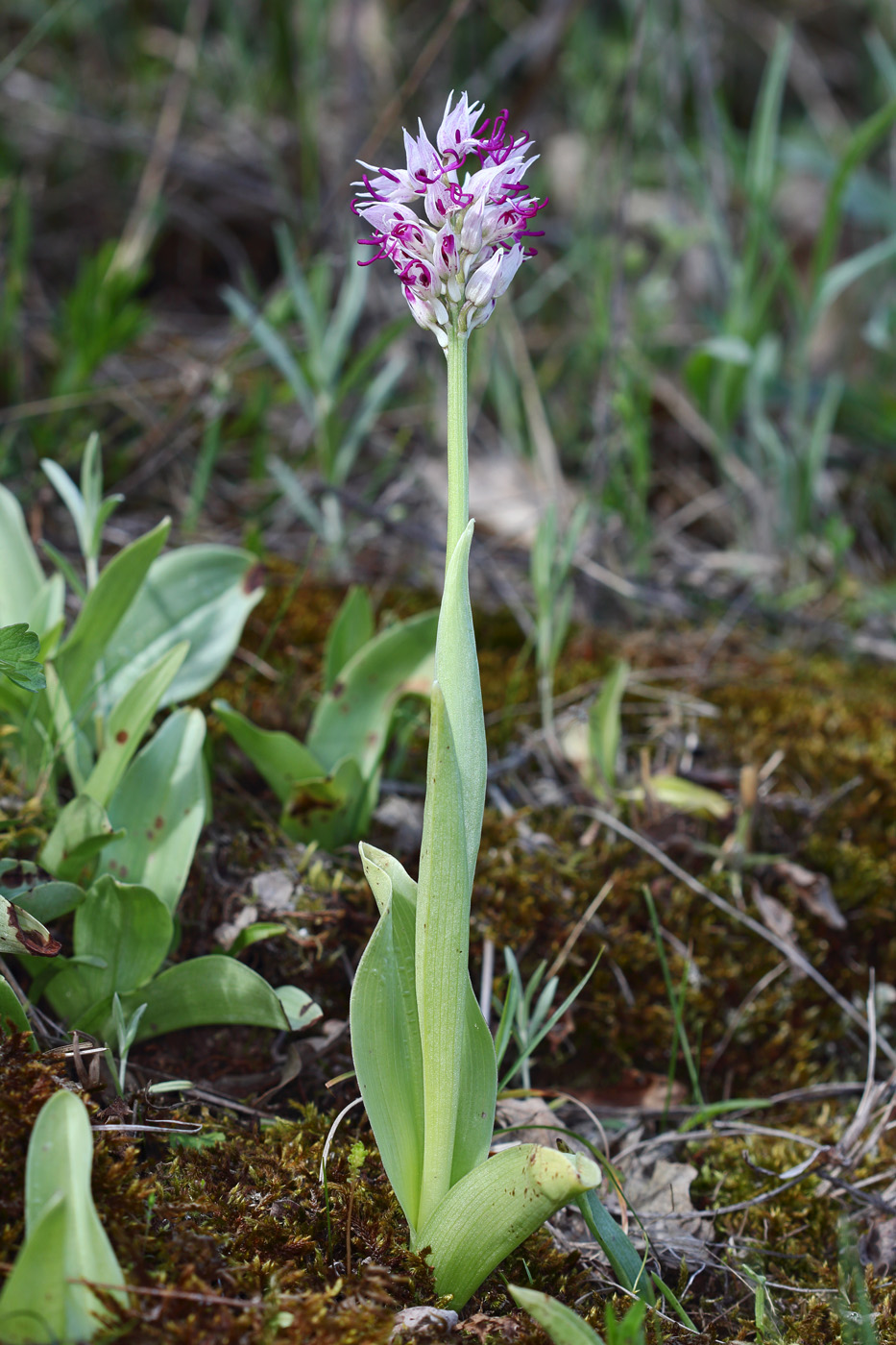 Image of Orchis simia specimen.