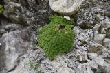 genus Saxifraga. Вегетирующее растение. Чечня, Шаройский р-н, бассейн р. Цесиахк, окр. дома Мухтара, нижняя часть долины левого притока, на скале. 11 августа 2023 г.