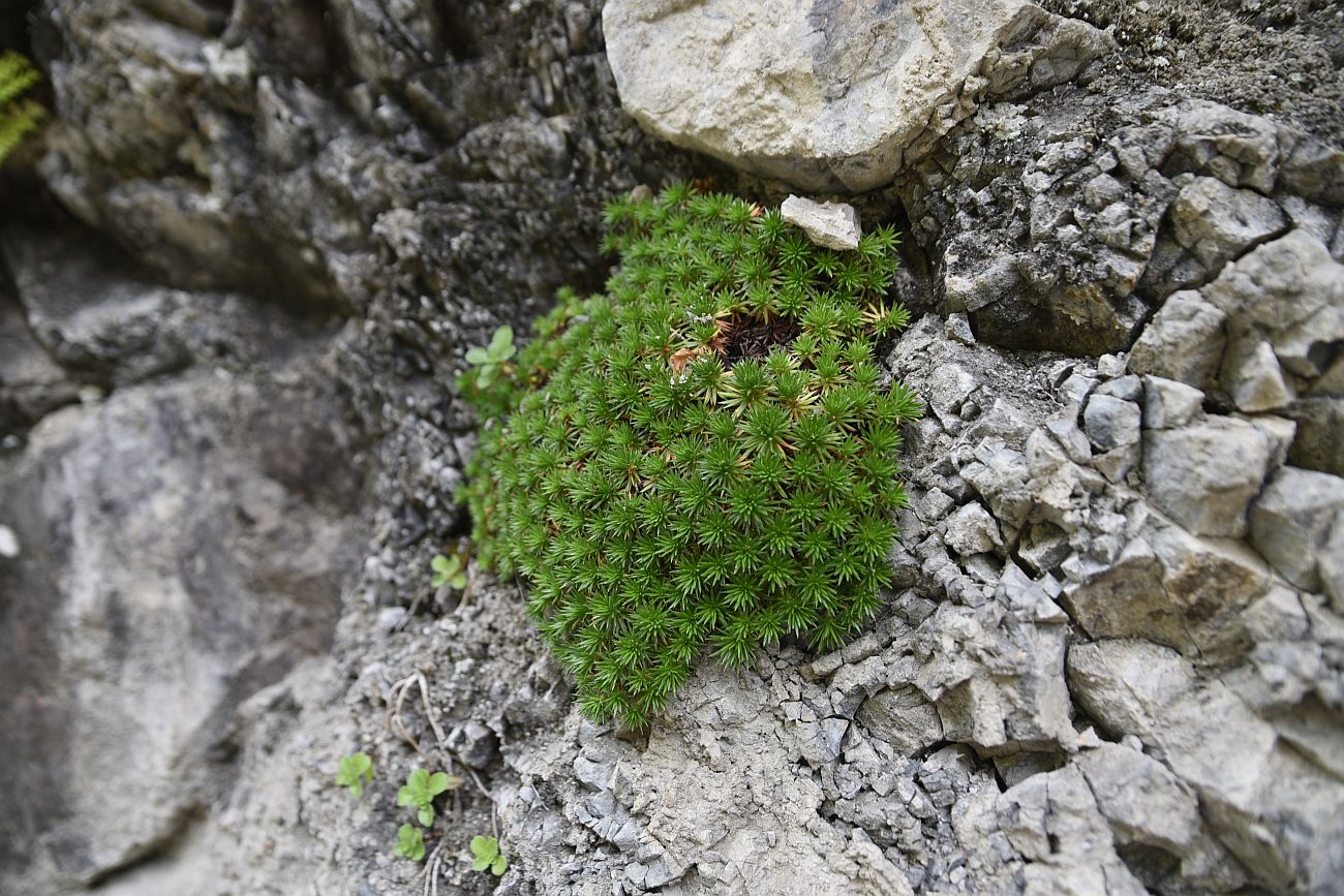 Изображение особи род Saxifraga.