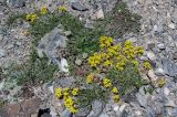 Erysimum humillimum. Цветущие растения в сообществе с Apiaceae и Poaceae. Киргизия, Ошская обл., Памиро-Алай, Алайский хр., перевал Талдык, ≈ 3600 м н.у.м., каменистый склон. 02.07.2022.