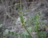 Vicia sylvatica