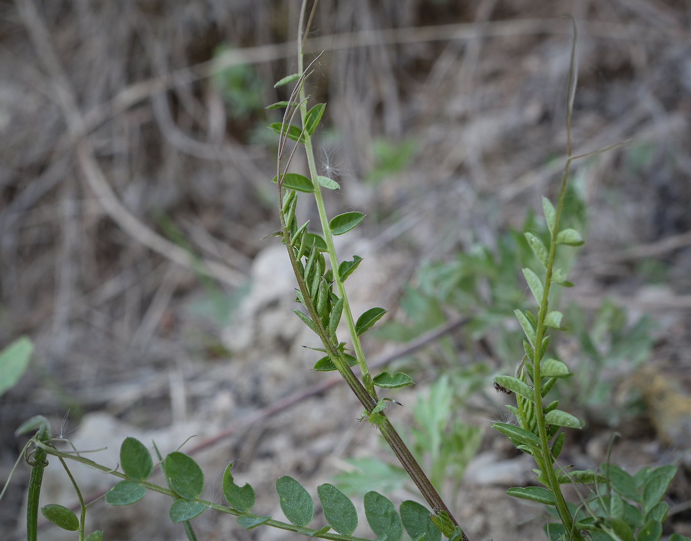 Image of Vicia sylvatica specimen.