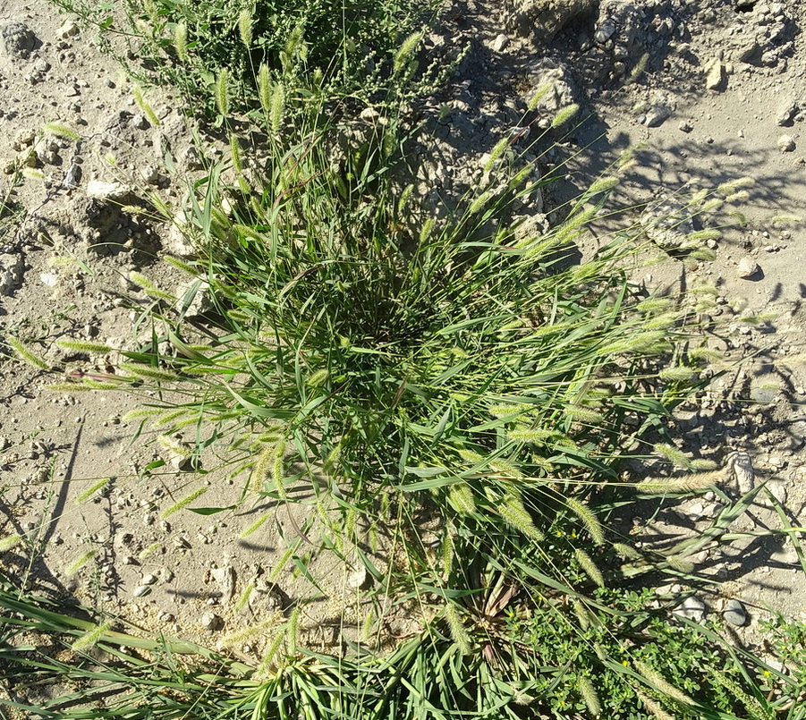 Image of Setaria viridis specimen.