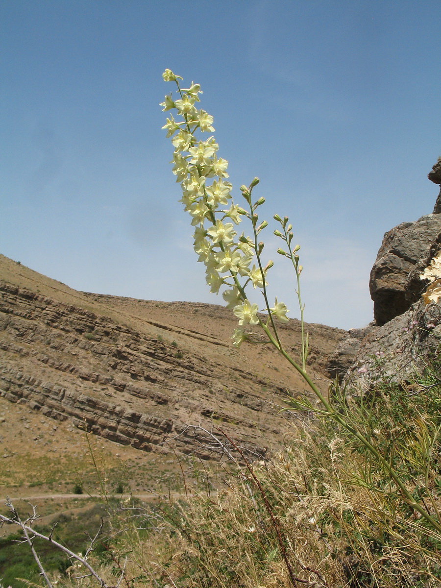 Image of Delphinium semibarbatum specimen.