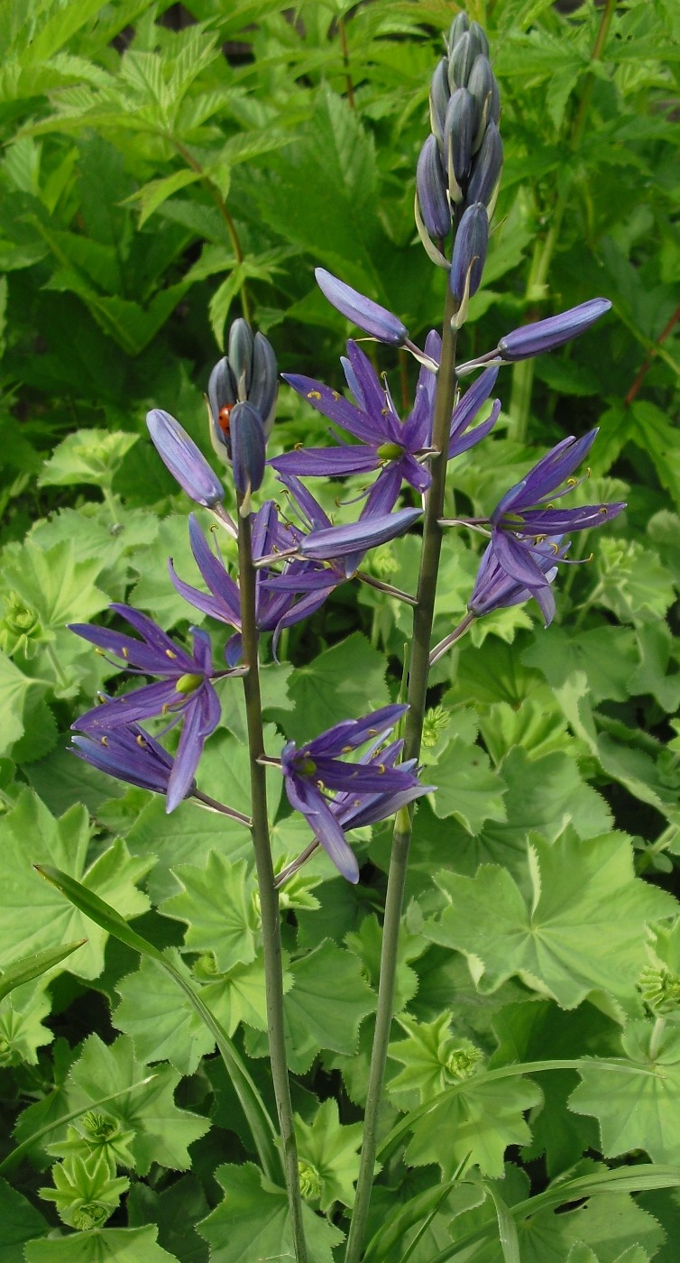 Image of Camassia leichtlinii specimen.