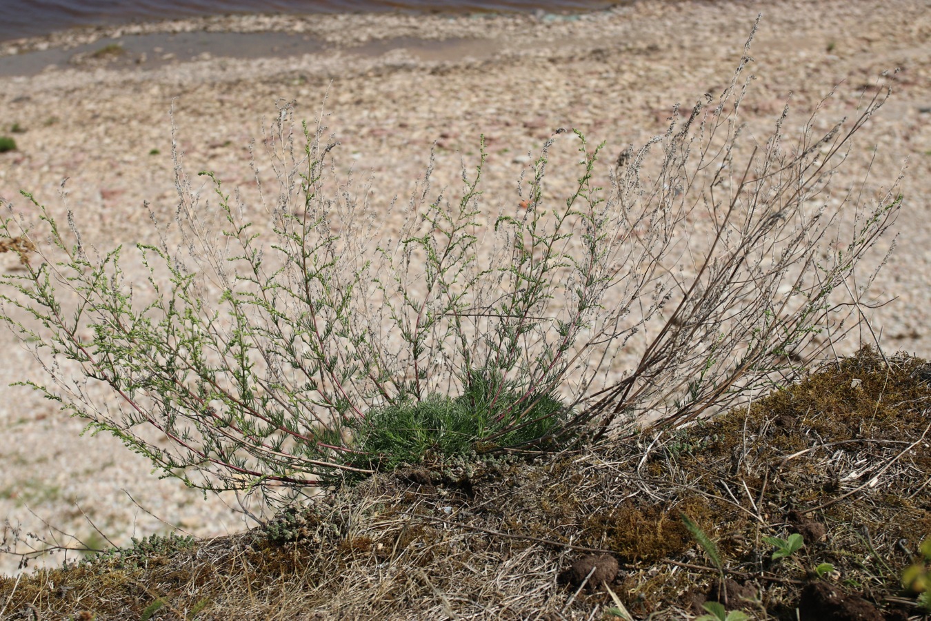 Изображение особи Artemisia campestris.