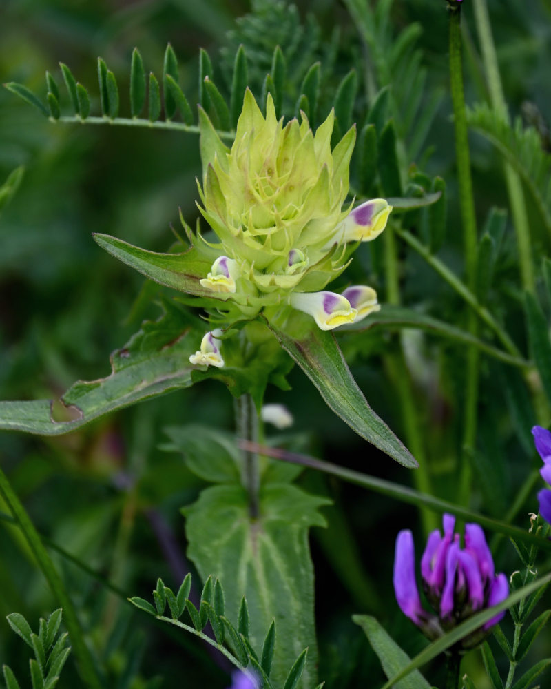 Image of Melampyrum chlorostachyum specimen.