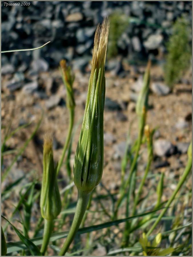 Изображение особи Tragopogon pratensis.