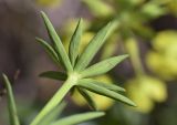 Euphorbia biumbellata