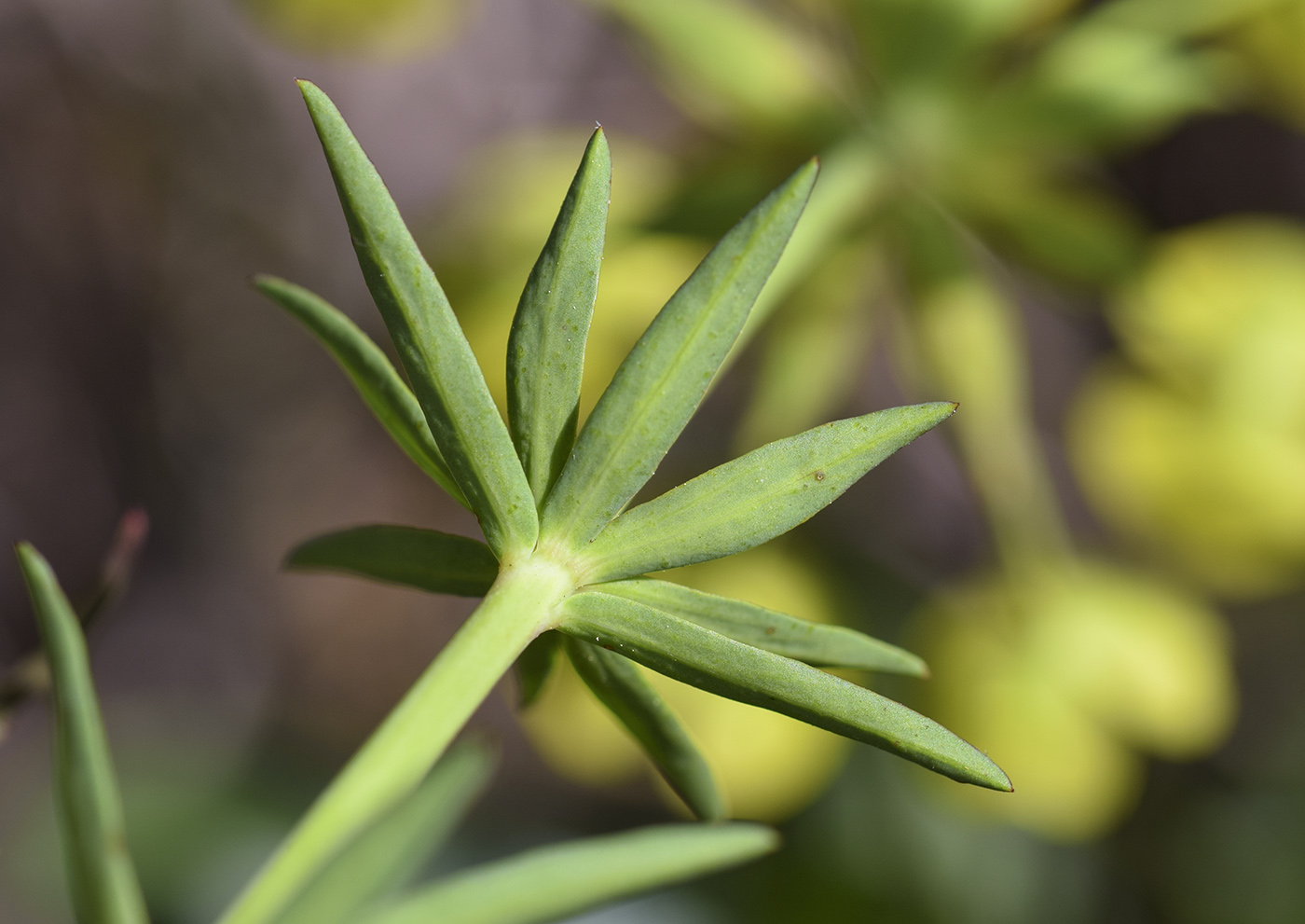 Изображение особи Euphorbia biumbellata.