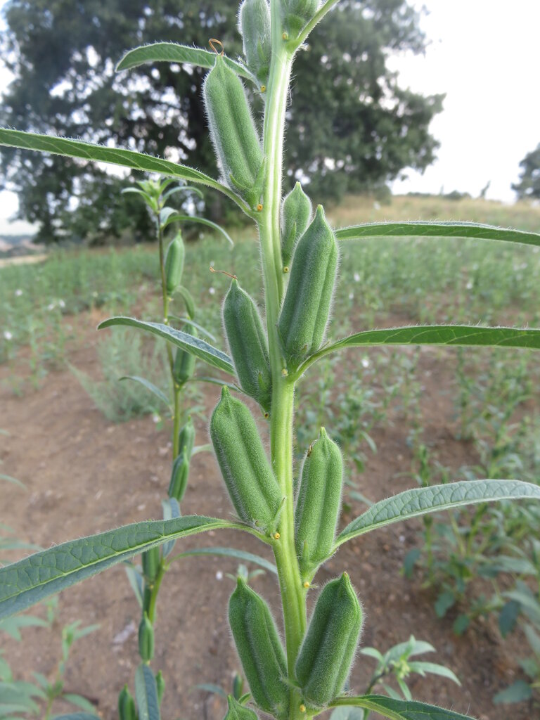 Image of Sesamum indicum specimen.